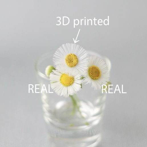 💐 Fleabane / Harujion Flower Petals・ STL File for 3D printing・Cults