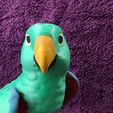 IMG_20250312_172640479.jpg Eclectus