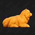 3846-Chow_Chow_Smooth_Pose_07.jpg Chow Chow Smooth Dog 3D Print Model Pose 07