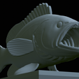 White-grouper-open-mouth-statue-61.png fish white grouper / Epinephelus aeneus open mouth statue detailed texture for 3d printing