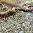Serpiente y cascabel
