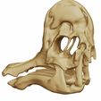 02.jpg Corythosaurus casuarius 3D skull