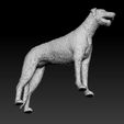 irish-wolfhound-3d-model-69f736ba0a.jpg Irish Wolfhound dog