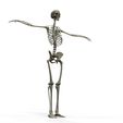 untitled.594.jpeg Complete Human Skeleton - Explore Human Anatomy