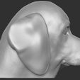 7.jpg Puppy of Beagle dog head for 3D printing