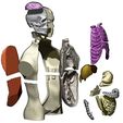 exploded-view.jpg Modelo de torso de anatomía humana