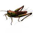 1.jpg DOWNLOAD Grasshopper 3D MODEL - ANIMATED - INSECT Raptor Linheraptor MICRO BEE FLYING - POKÉMON - DRAGON - Grasshopper - OBJ - FBX - 3D PRINTING - 3D PROJECT - GAME READY-3DSMAX-C4D-MAYA-BLENDER-UNITY-UNREAL - DINOSAUR -