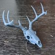 ScreenShot006.jpg Deer Skull