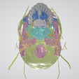 CRANIAL-NERVES-6.png 3D Cranial nerves & Facial Skull Model