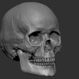 petes-skull-screenshot-5.jpg Pete's skull with seperate jaw