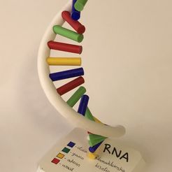 IMG_4356.jpg RNA model