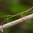 stick-insect-branch.ngsversion.1499025907151.jpg walking stick bug Phasmida