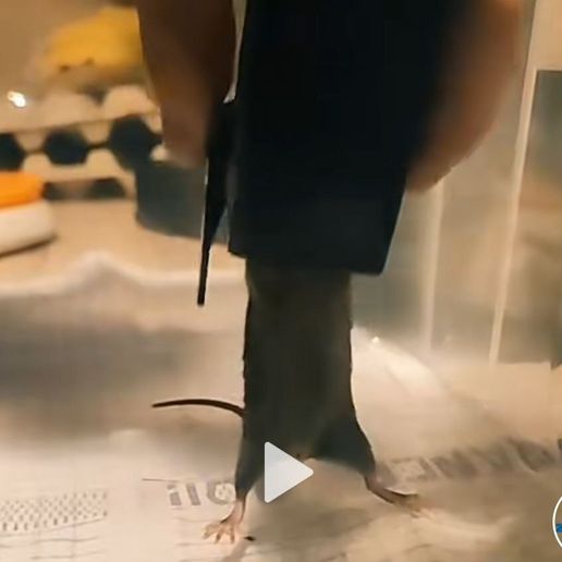 SOURIS.jpg Nicht tödliche Mausefalle