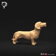 Dachshund-Miniature-Wire-Haired-Pose-02-Dog-3D-Print-2s.jpeg Dachshund Miniatura Pelo de Alambre Pose 02