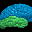 13.PNG.493b2b4c341d1518e7b31689cf2b0332.png 3D Model of Human Brain
