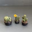 IMG_5423.jpg Miniature Plants for Dollhouse miniature greenery