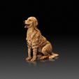 Golden-Retriever03.jpg Golden Retriever - DOG BREED - CANINE -3D PRINT MODEL