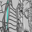 wfsub-0025.jpg Human venous system schematic 3D