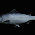 Salmon-statue-box-1-23.png fish sculpture of a Atlantic salmon / salmo salar with storage space / for 3d printing