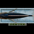 Dentex-mouth-statue-32.png fish Common dentex / dentex dentex open mouth statue detailed texture for 3d printing