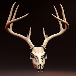 3.jpg Entire Deer Skull 10 point Buck Antlers Model 2
