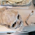 IMG_20210717_092507.jpg Homo heidelbergensis Skull