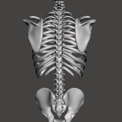 Screenshot-2023-09-23-233106.png Fichier STL Torse squelettique avec colonne vertébrale creuse・Modèle pour imprimante 3D à télécharger