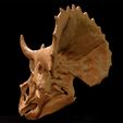 Triceratops_juv03.jpg Triceratops juvenile: Dinosaur Skull