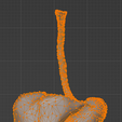 20.png 3D Model of Gastrointestinal Tract with Bones
