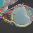 EYE-ANATOMY-7.png 34 PARTS COMPLETE EYE ANATOMY WITH BRAIN, SKULL, NERVES, ARTERIES, VEINS
