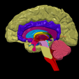 1.png.f9b1feabaf2c1039fa33eab0fac604d8.png 3D Model of Human Brain - Right Hemisphere