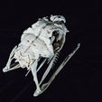 IMG_1233.jpg Realistic Snake Skull Collection
