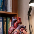 3456.png Eternal Beat: Hyper-Realistic Anatomical Human Heart
