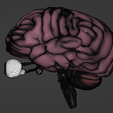 23.png 3D Model of Brain, Brain Stem and Eyes