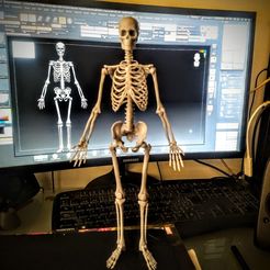 126147554_3452469841510218_980592815672761676_n.jpg Archivo STL Ecorche, figura de estudio de los huesos.・Plan de impresora 3D para descargar