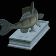 zander-statue-4-mouth-open-12.png fish zander / pikeperch / Sander lucioperca open mouth statue detailed texture for 3d printing