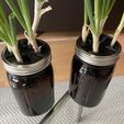 IMG_5124-min.JPG Mason Jar Scallion Grow Pods