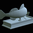zander-statue-4-mouth-open-37.png fish zander / pikeperch / Sander lucioperca open mouth statue detailed texture for 3d printing