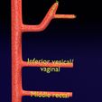 PS0070.jpg Human arterial system schematic 3D
