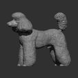 toy-poodle9.jpg Toy poodle 3D printed model