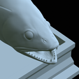 zander-statue-4-open-mouth-1-51.png fish zander / pikeperch / Sander lucioperca  open mouth statue detailed texture for 3d printing
