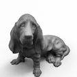 IMG-20230307-WA0006.jpg Bloodhound