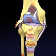 file-18.jpg Knee joint cut open detail labelled 3D model