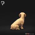 Dachshund-Miniature-Wire-Haired-Pose-06-Dog-3D-Print-5s.jpeg Dachshund Miniature Wire Haired Pose 06