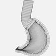 stomach-gastric-separable-parts-3d-model-max-fbx-blend-11.jpg STOMACH GASTRIC SEPARABLE PARTS 3D print model