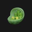 Chloroplast_Render_02.jpg Chloroplast Cross Section Anatomy