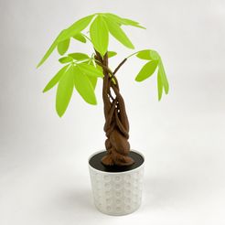 E4C0AAEB-24E6-45C7-88B6-C996A953BB4F.jpg Free STL file PACHIRA PLANT - "MONEY TREE"・3D printing template to download, soarpix