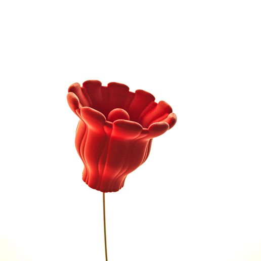 1756557631031.jpg Coral cruel