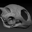 1-2.jpg Turtle_Head_Skull