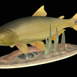 Golden-dorado-statue-1-10.png fish golden dorado / Salminus brasiliensis statue underwater detailed texture for 3d printing